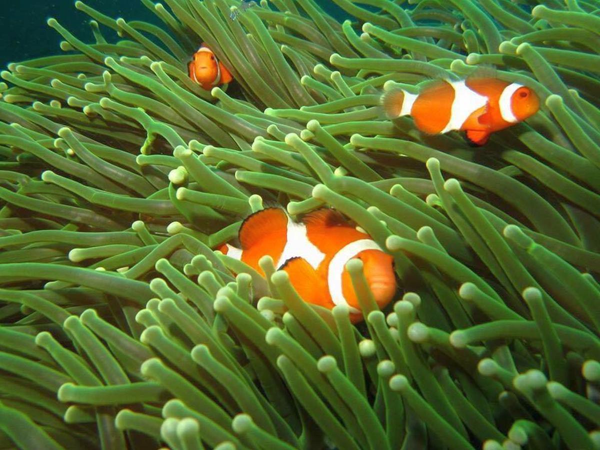 Bentrina Diving Resort Мабіні Екстер'єр фото